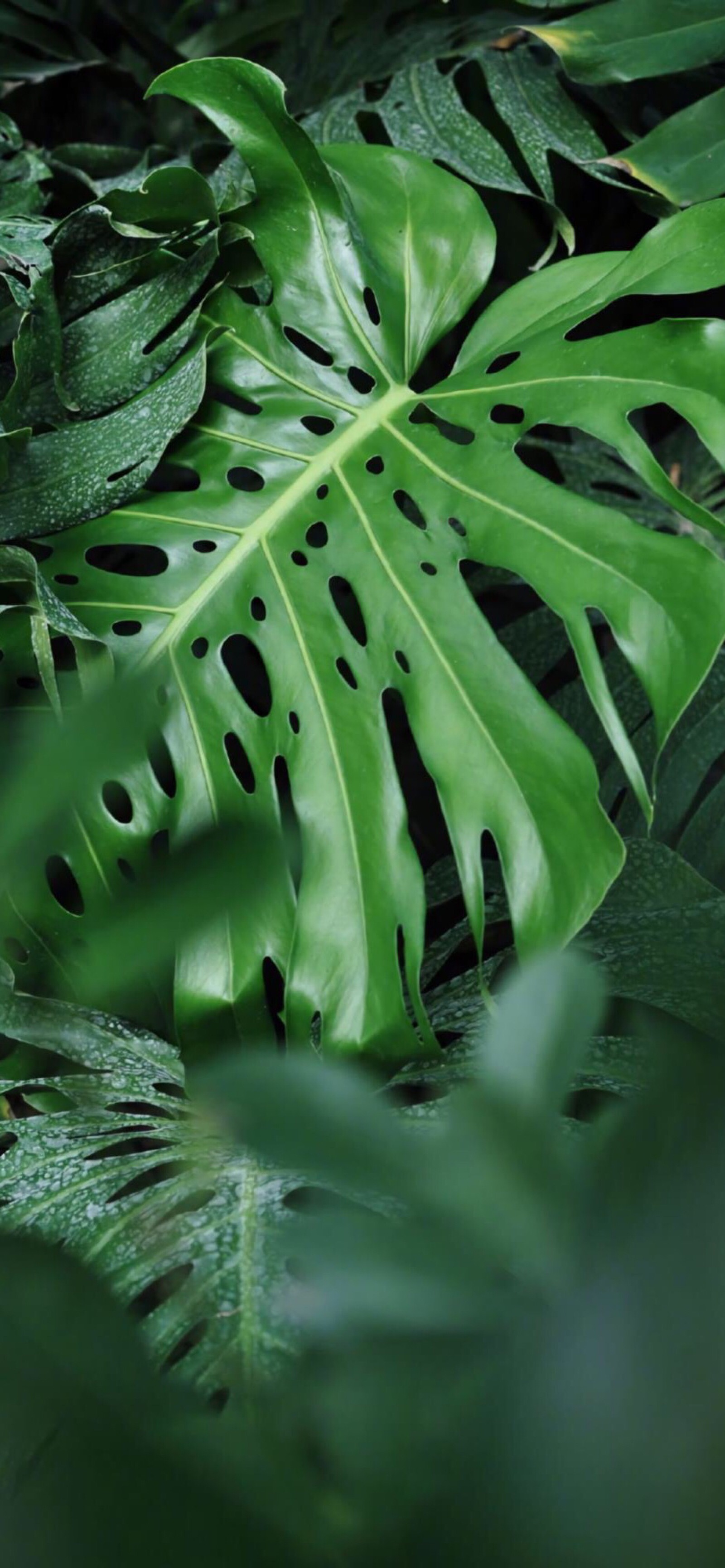 iphonex/xs/max植物花卉系列壁纸 绿色护眼