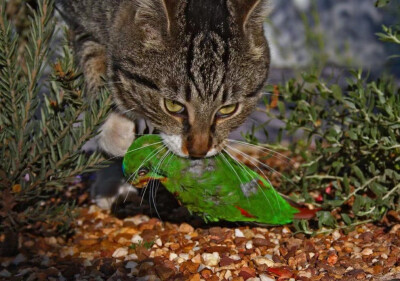 流浪猫捕食鸟儿