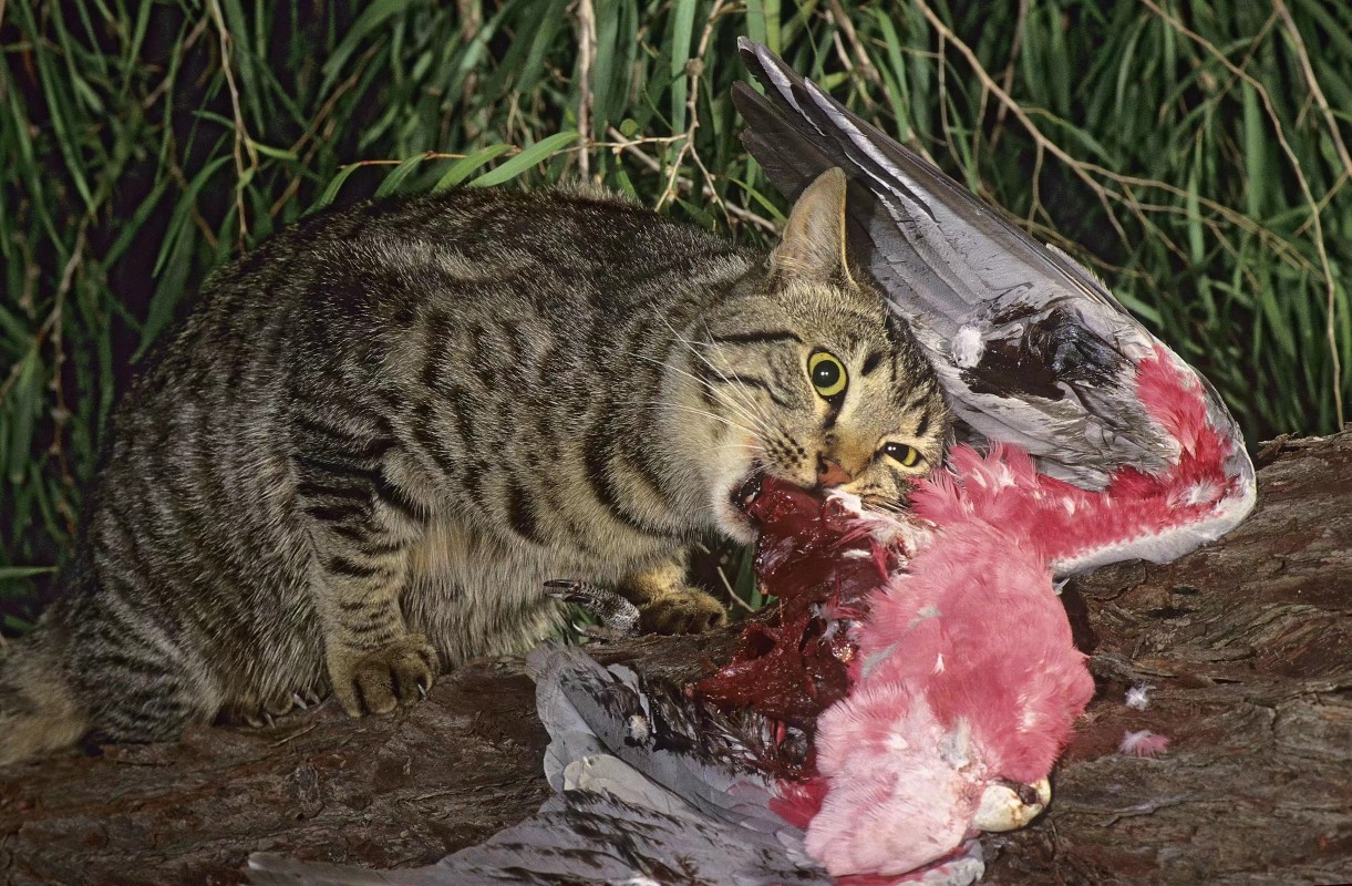 流浪猫捕食鸟儿