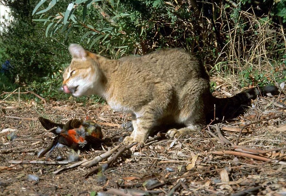 流浪猫捕食鸟儿