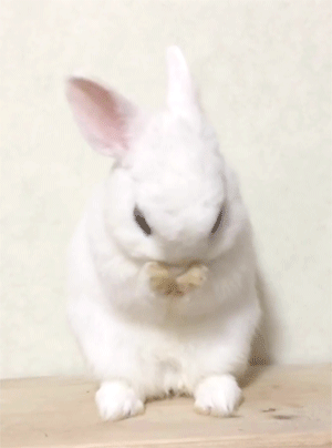 小动物猫猫狗狗兔兔可爱动图gif