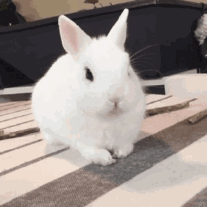 2019年6月9日 20:59   关注  兔子 小动物 评论 收藏