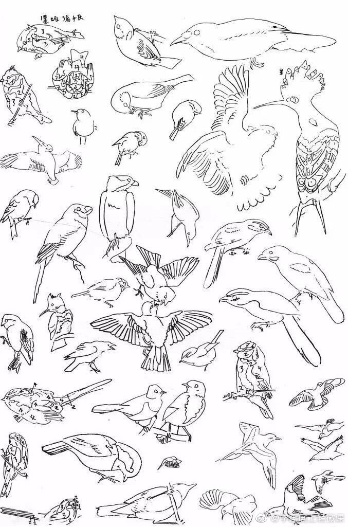 100种鸟的画法图片
