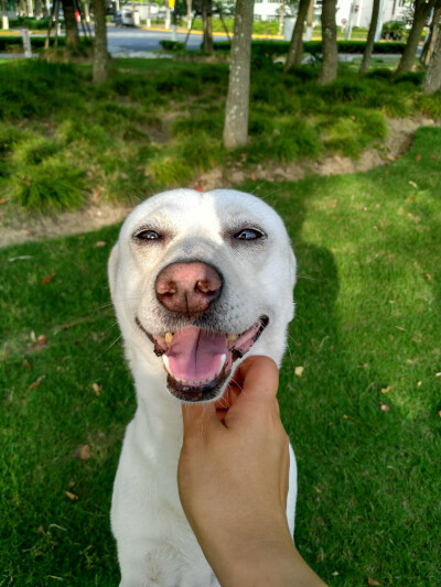 中华田园犬微笑图片图片