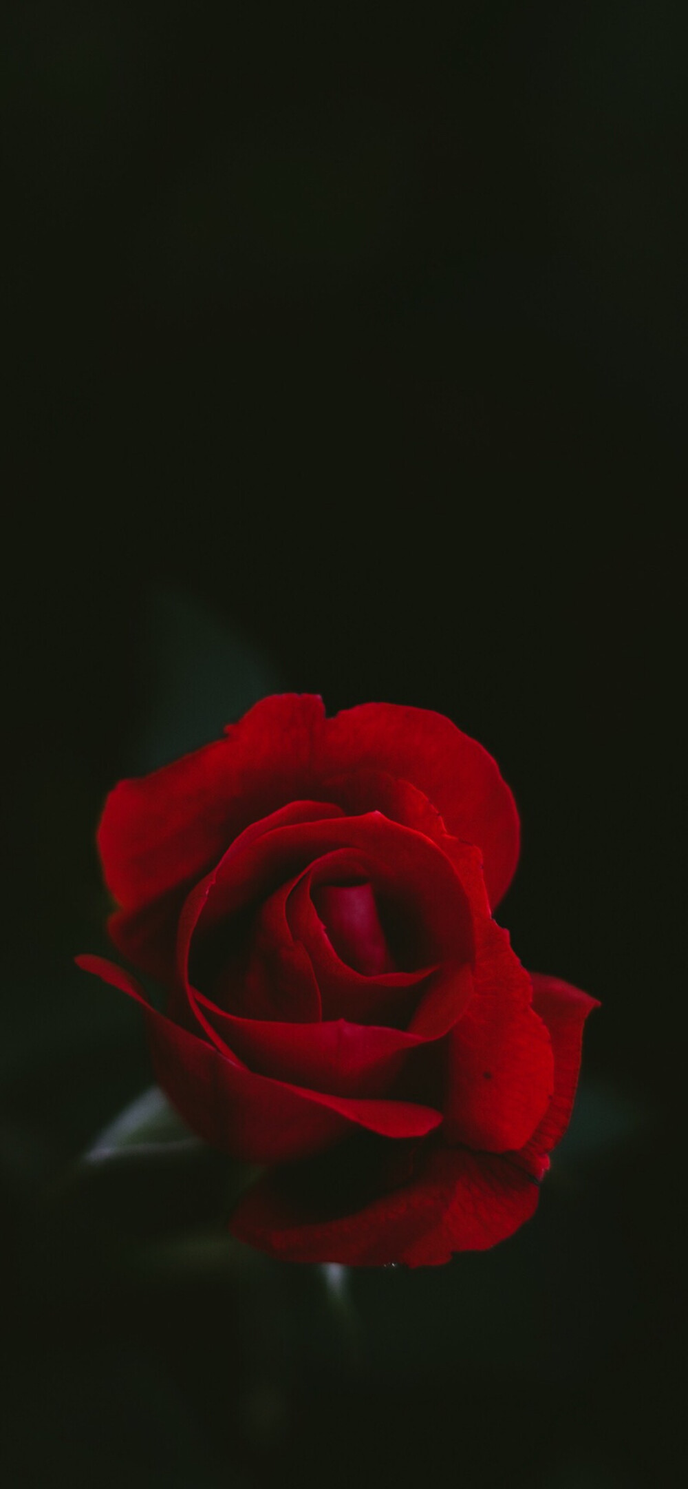 iphonex/xs/max植物花卉系列 复古暗色调 红玫瑰
