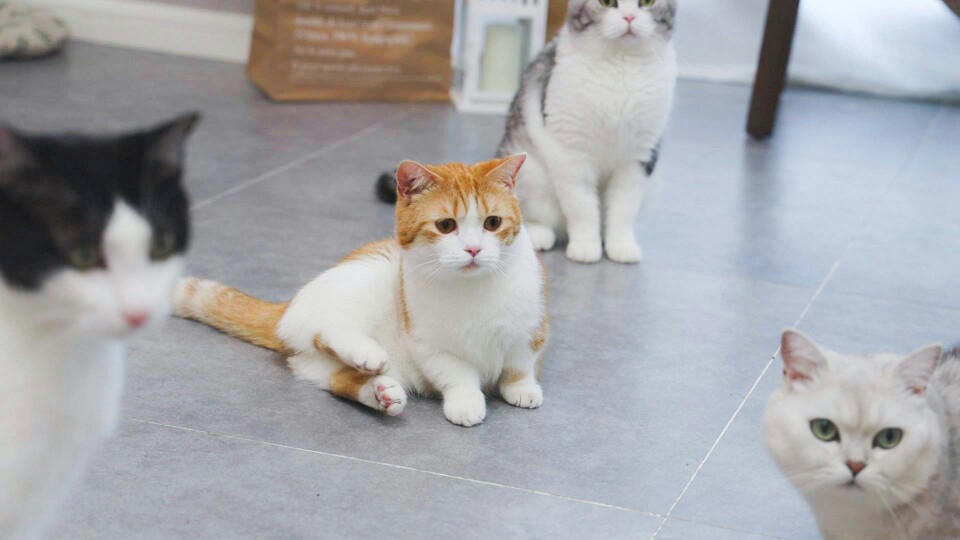 中分 猪皮 李白 杜甫