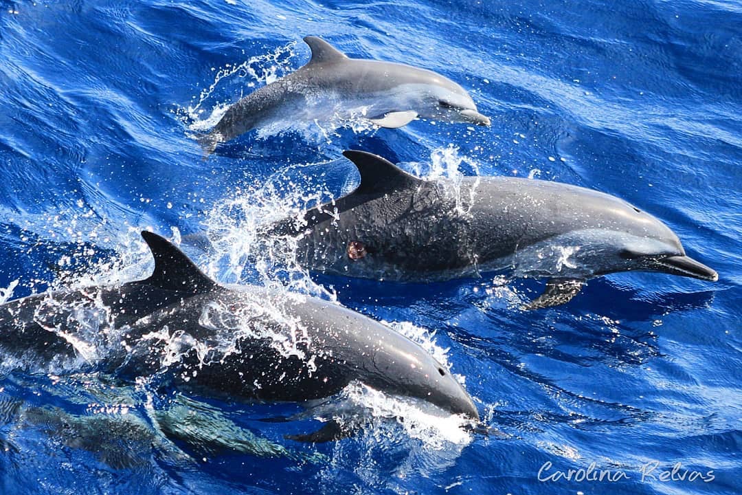 汕头海域出现数百头海豚#秒赞幸运色海豚六月会收到期待已久的好舷ⅱ