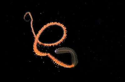 动物门(又叫刺胞动物,包括水母,水螅,海葵和珊瑚),它是水螅虫纲的一目