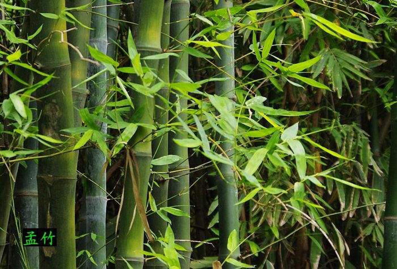 竹子壁纸真实图片