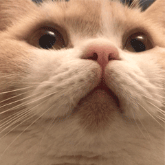 可爱gif猫咪表情包