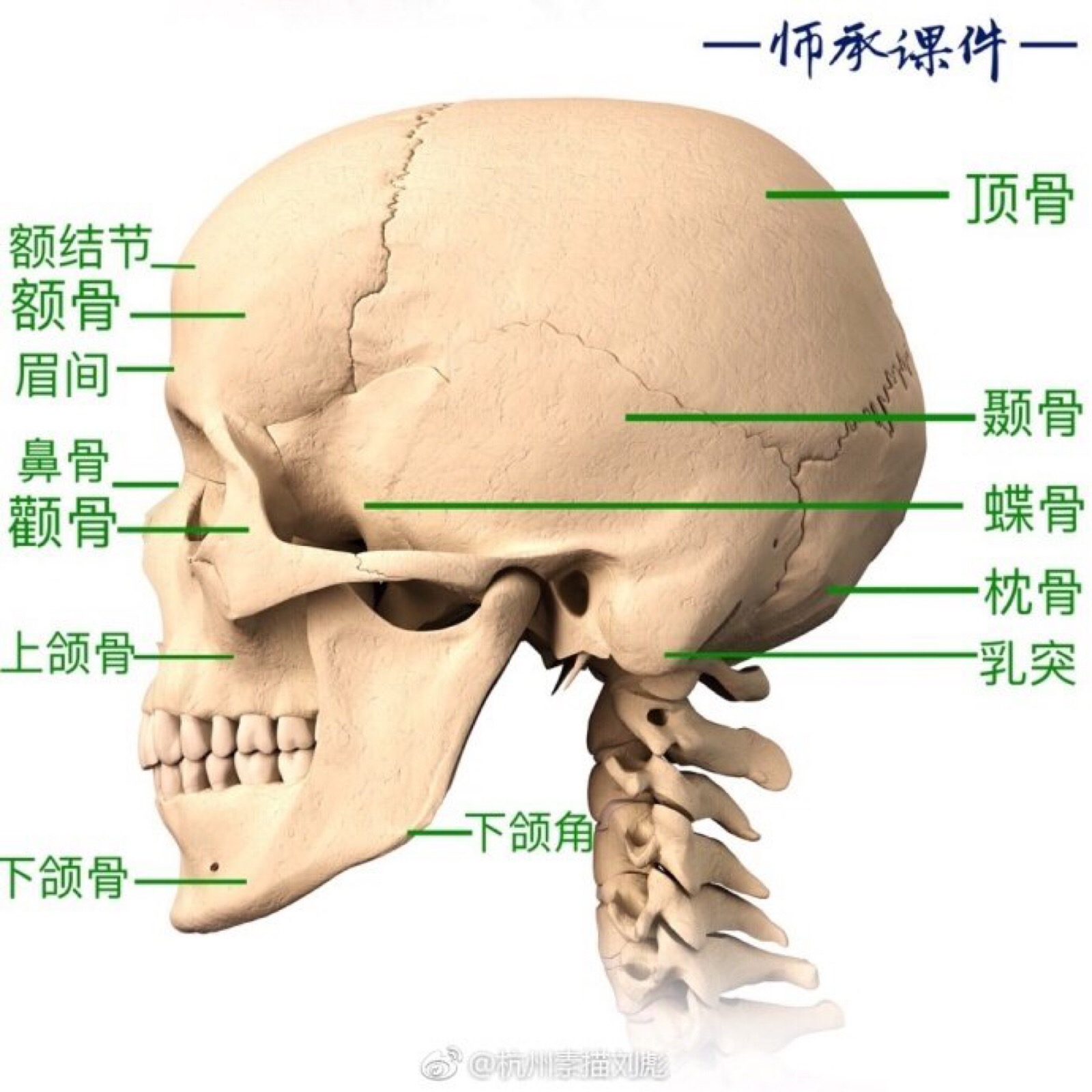 头部名称示意图图片