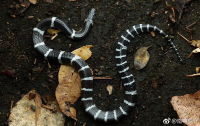 银环蛇丨全身体背有白环和黑环相间排列,白环较窄,尾细长,体长1,000