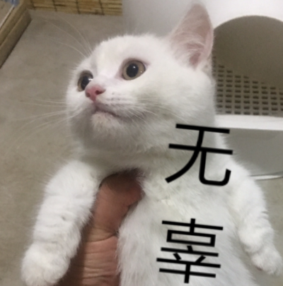 无辜 猫咪表情包