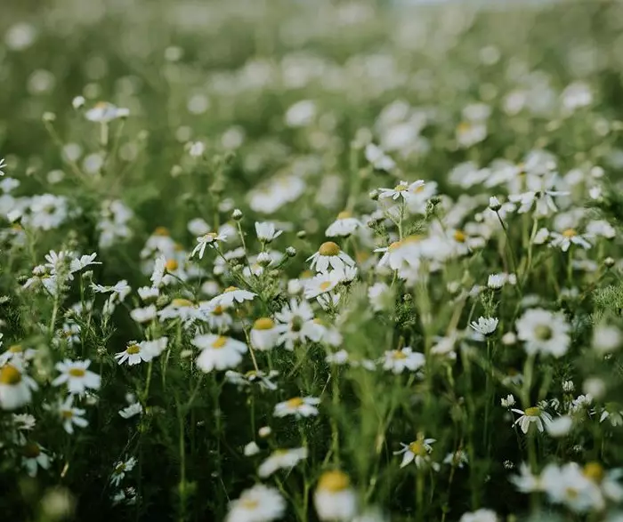 洋甘菊 