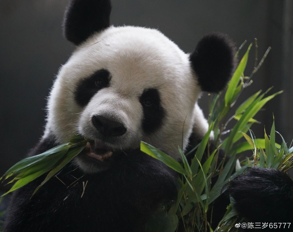 金虎国际熊猫图片