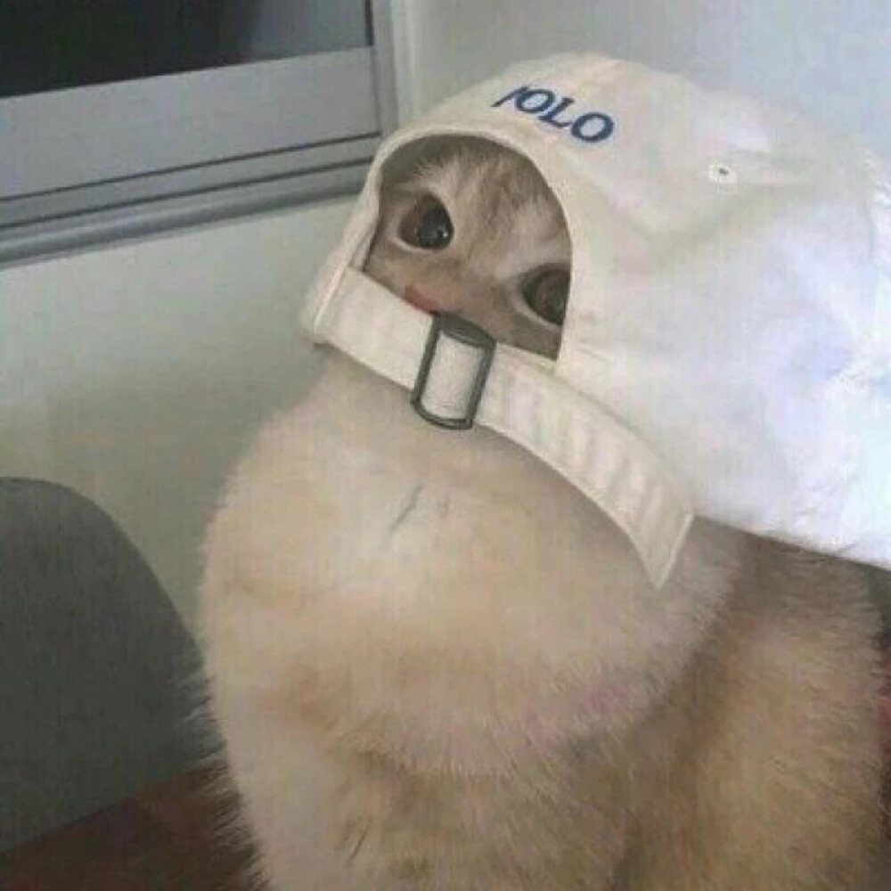 动物头像情侣头像男头女头