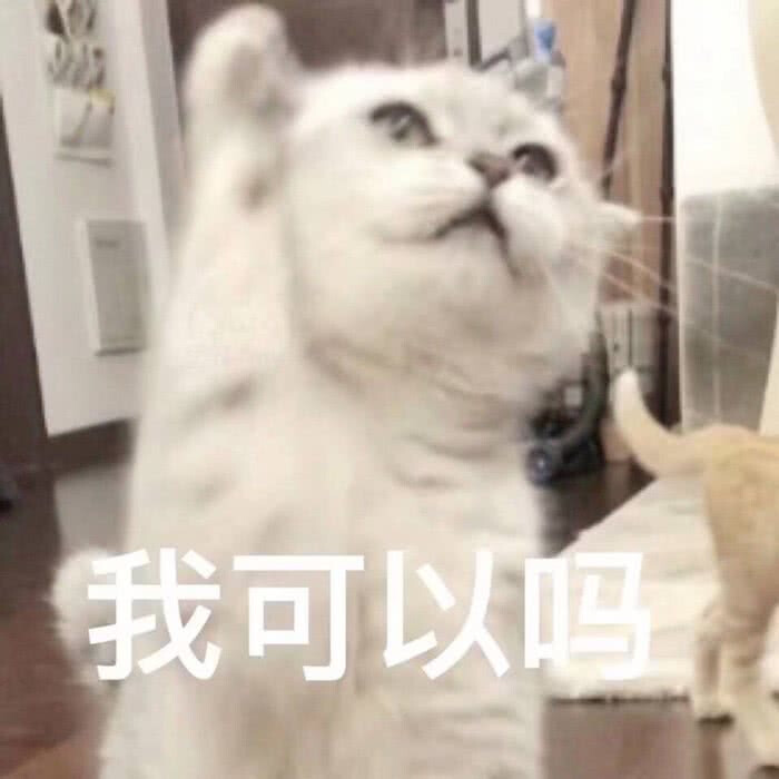可爱猫咪表情包