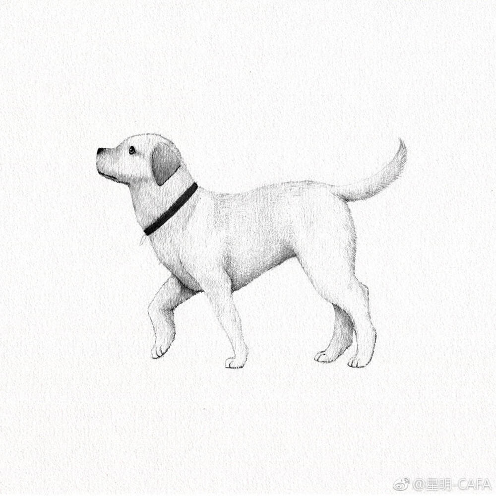 黑白相间的小狗简笔画图片