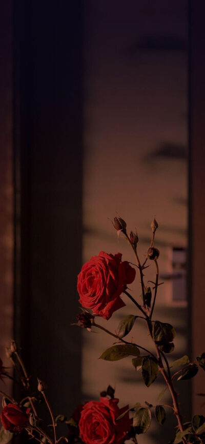 玫瑰花锁屏壁纸ins风图片