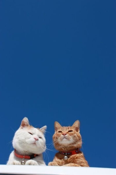 可爱猫咪背景图,图片来源于网络