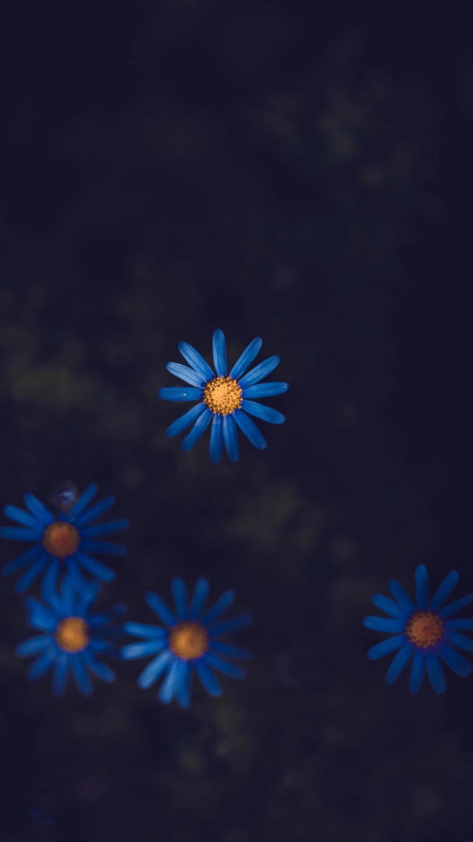 花朵微信背景图片
