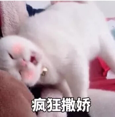 表情包 萌宠宝宝可爱表情包