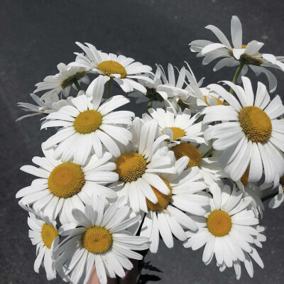 小雏菊