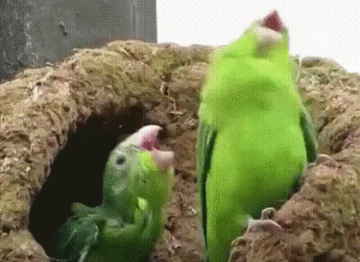 哈哈哈哈哈哈哈哈沙雕鹦鹉是我的快落源泉