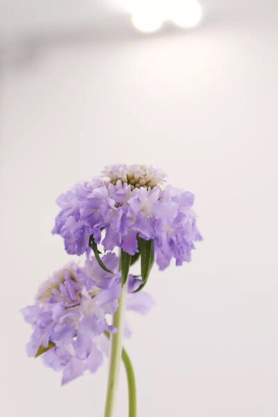 鲜花图