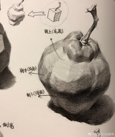 水果素描结构分析.
