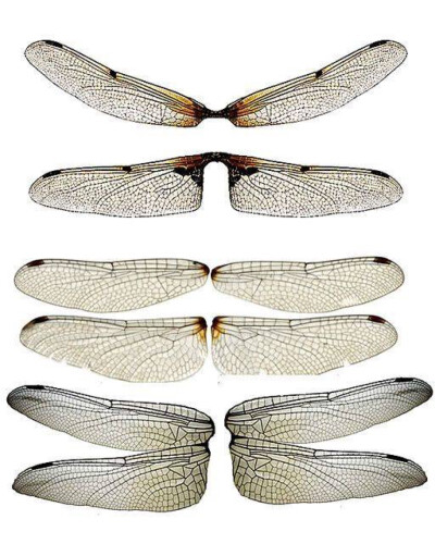 蜻蜓翅膀素材