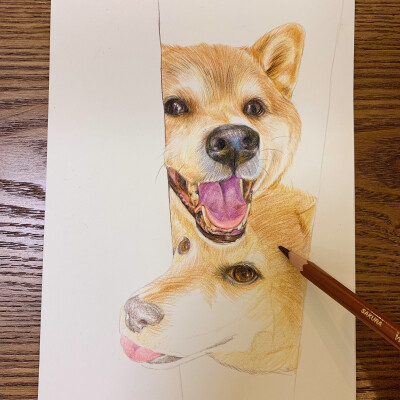 彩铅|柴犬狗狗 @sunrise-j