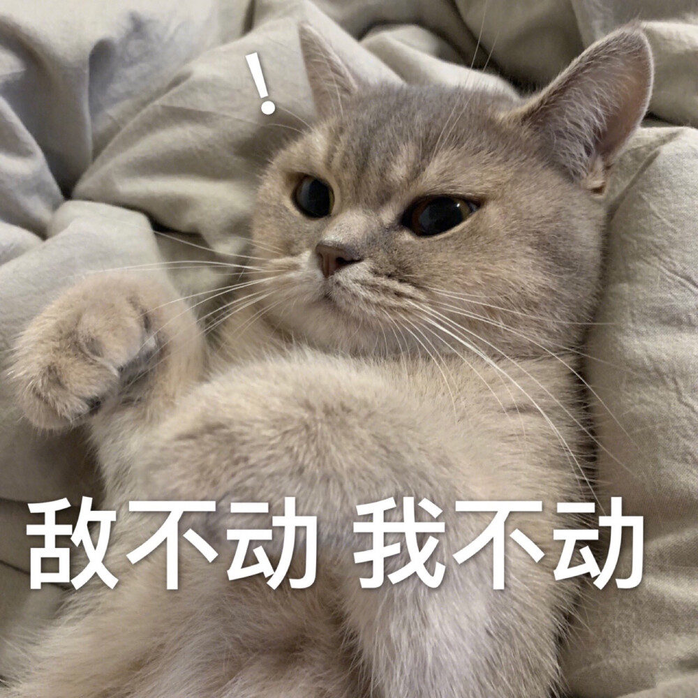 敲可爱猫咪表情包