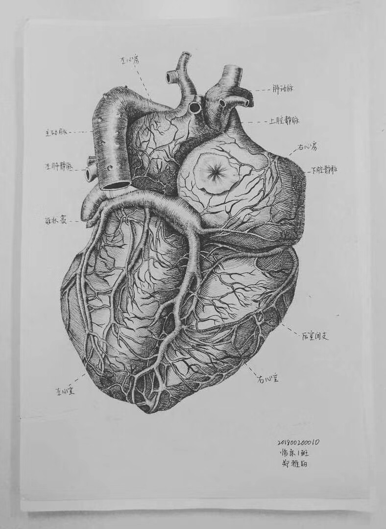 心脏结构素描图图片