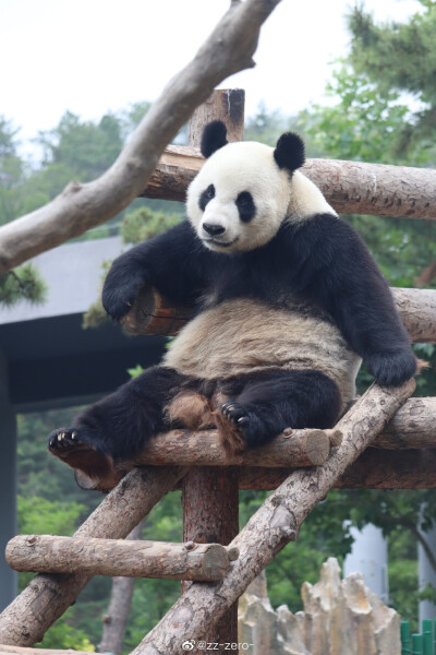 金虎国际熊猫图片