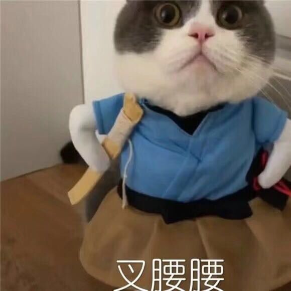 猫咪表情包