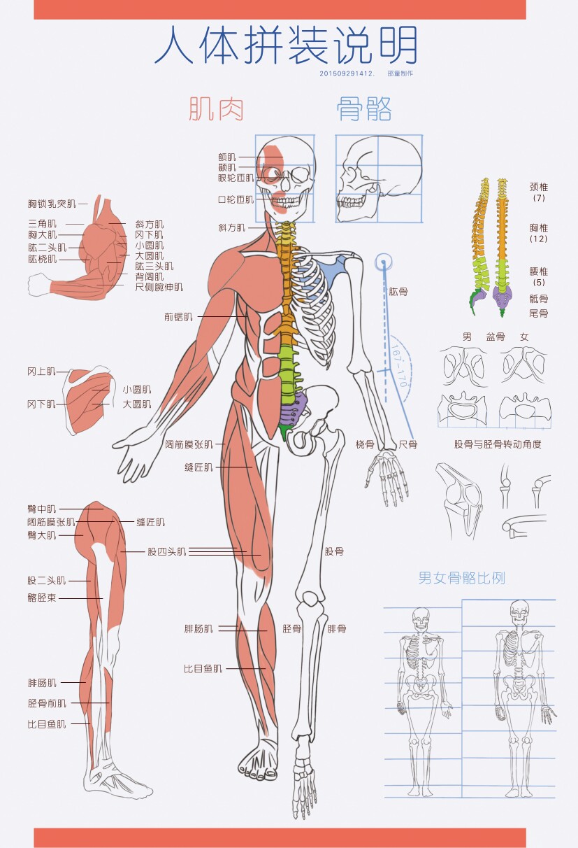 艺用人体解剖