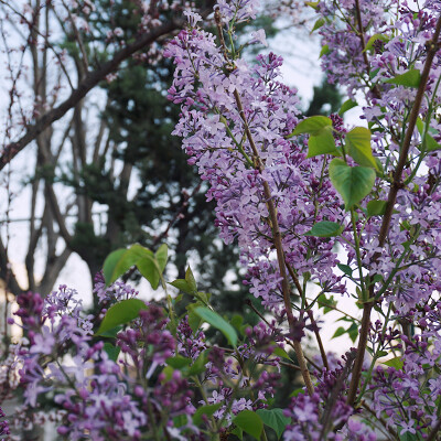 紫丁香花图片 