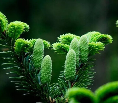 百山祖冷杉百山祖冷杉是松科冷杉属的一个树种,为中国的特有植物,只在