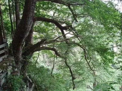 天目铁木图片