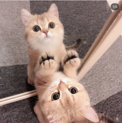 lovely animal7815 18张图片 · 1 人收藏 miss_糖炒栗子 收藏 赞