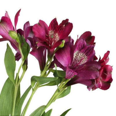 六出花(学名:alstroemeria aureagraham)是石蒜科六出花属植物