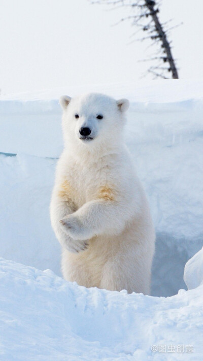 北极熊手机壁纸竖屏图片