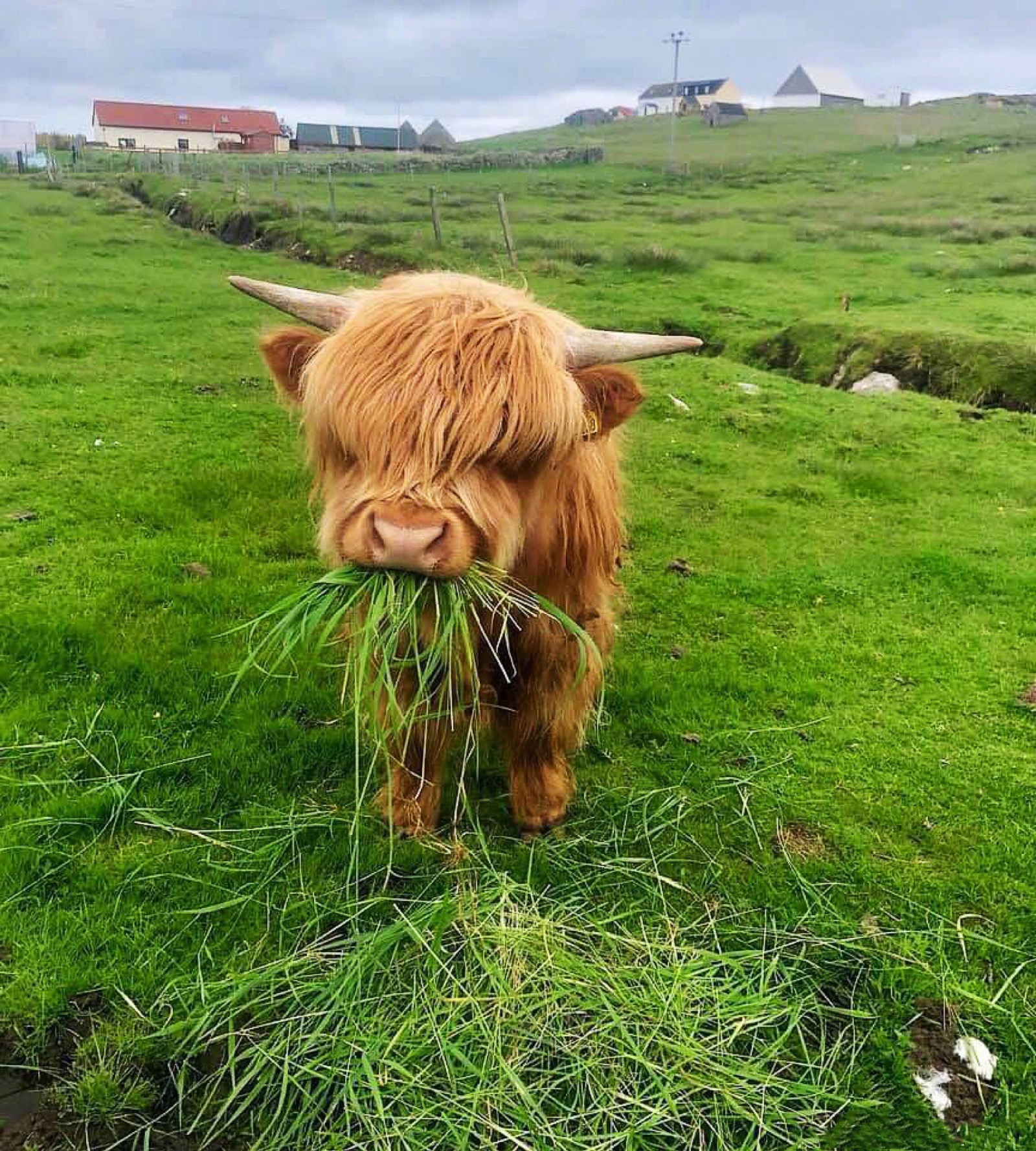 在一个牧场地的霍尔斯坦母牛在苏格兰 库存照片. 图片 包括有 草甸, 本质, 农田, 吃草, 国家（地区） - 49019142