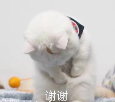 姐妹们 救救可怜的孩子吧啊啊啊啊啊啊啊啊啊啊啊啊啊啊啊啊……豆沙