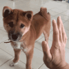 小狗狗