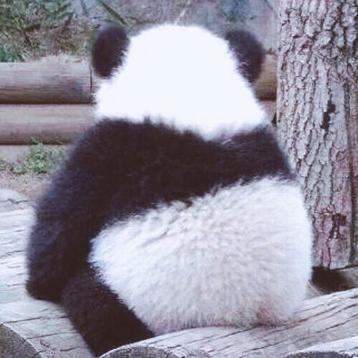 胖达闺蜜头像