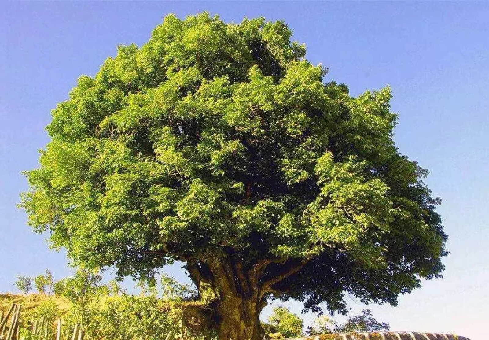 云南凤庆县小湾镇的"茶之祖母",这株普洱茶树已经活过了3200个岁月