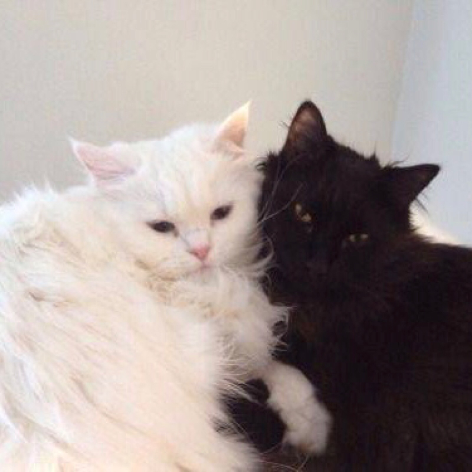 情侣黑猫白猫图像图片