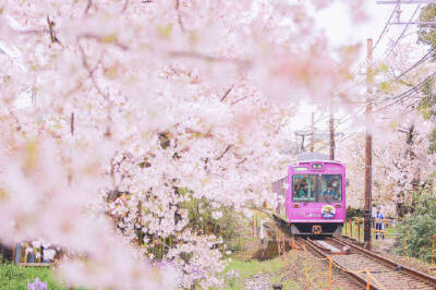 樱花樱花想见你